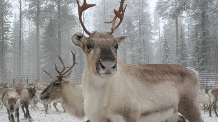 image-reindeer-lapland-finland-717x600